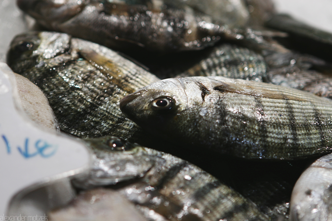 Foto von Fische auf dem Markt von Gran Canaria