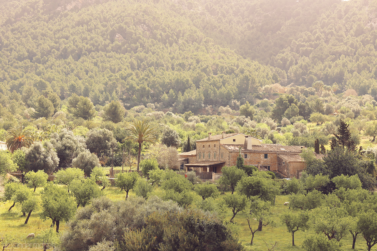 Foto von A serene shot of Andratx with sun-kissed olive groves foregrounding rustic Mallorcan architecture.