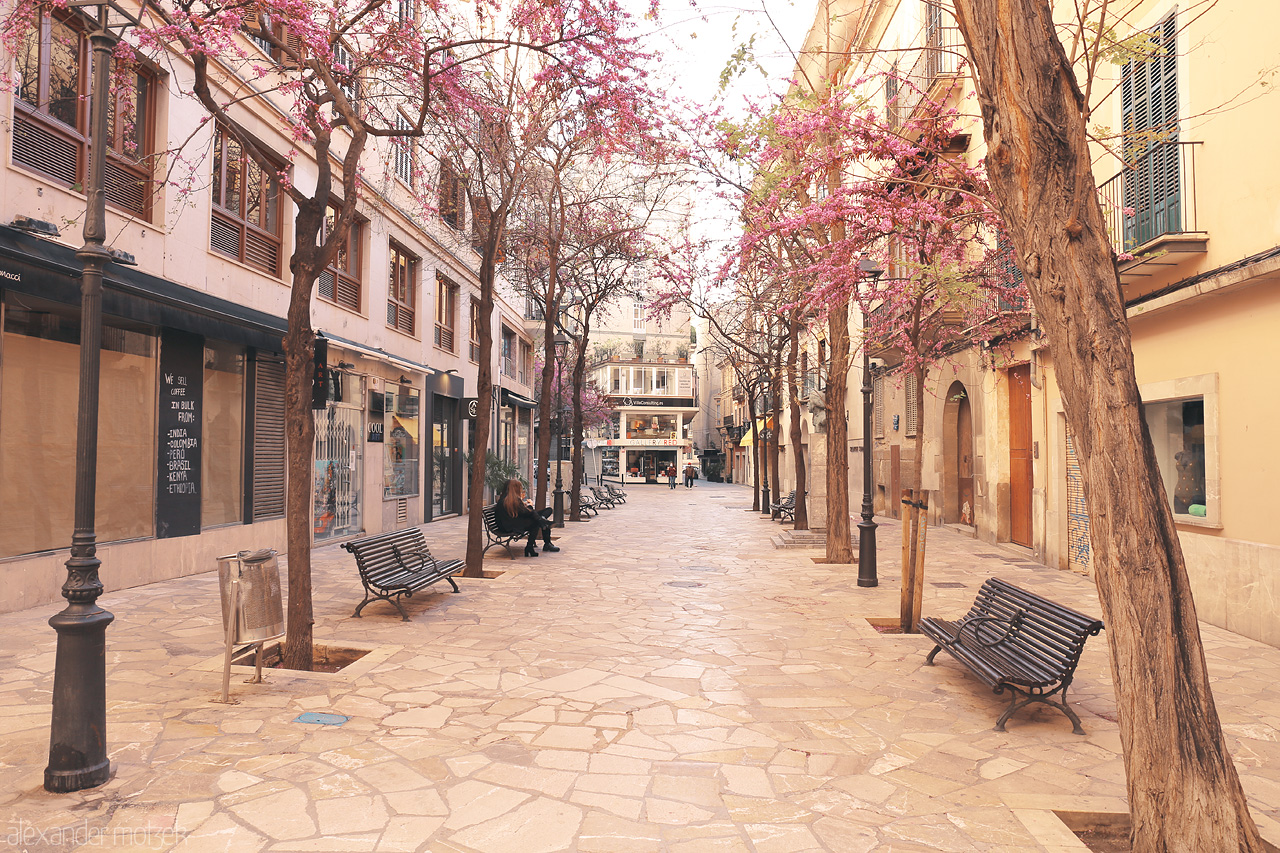 Foto von Blossoming pink trees lining a tranquil street in Palma, Mallorca, with quaint buildings and benches.