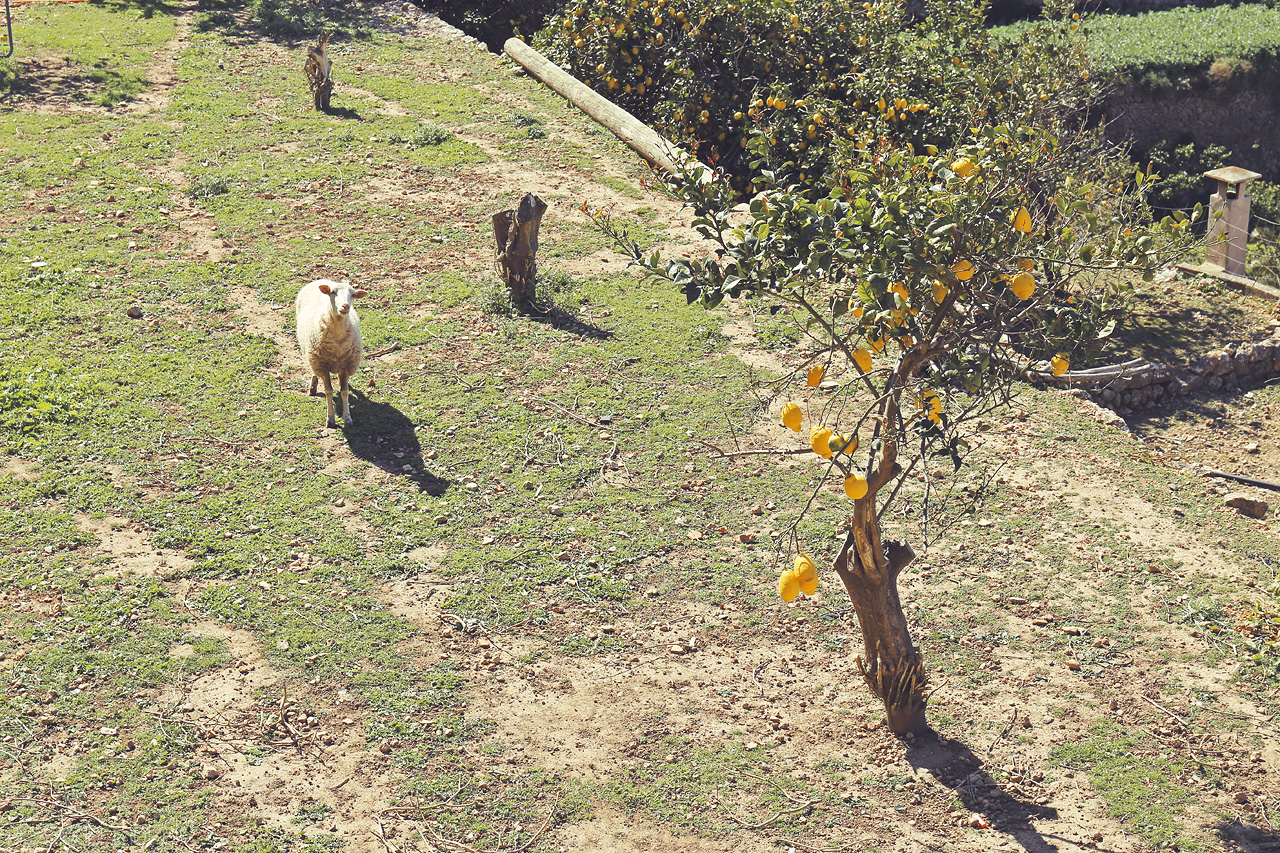 Foto von Sheep wandering among citrus trees with Banyalbufar's terraces stretching behind in the sun.