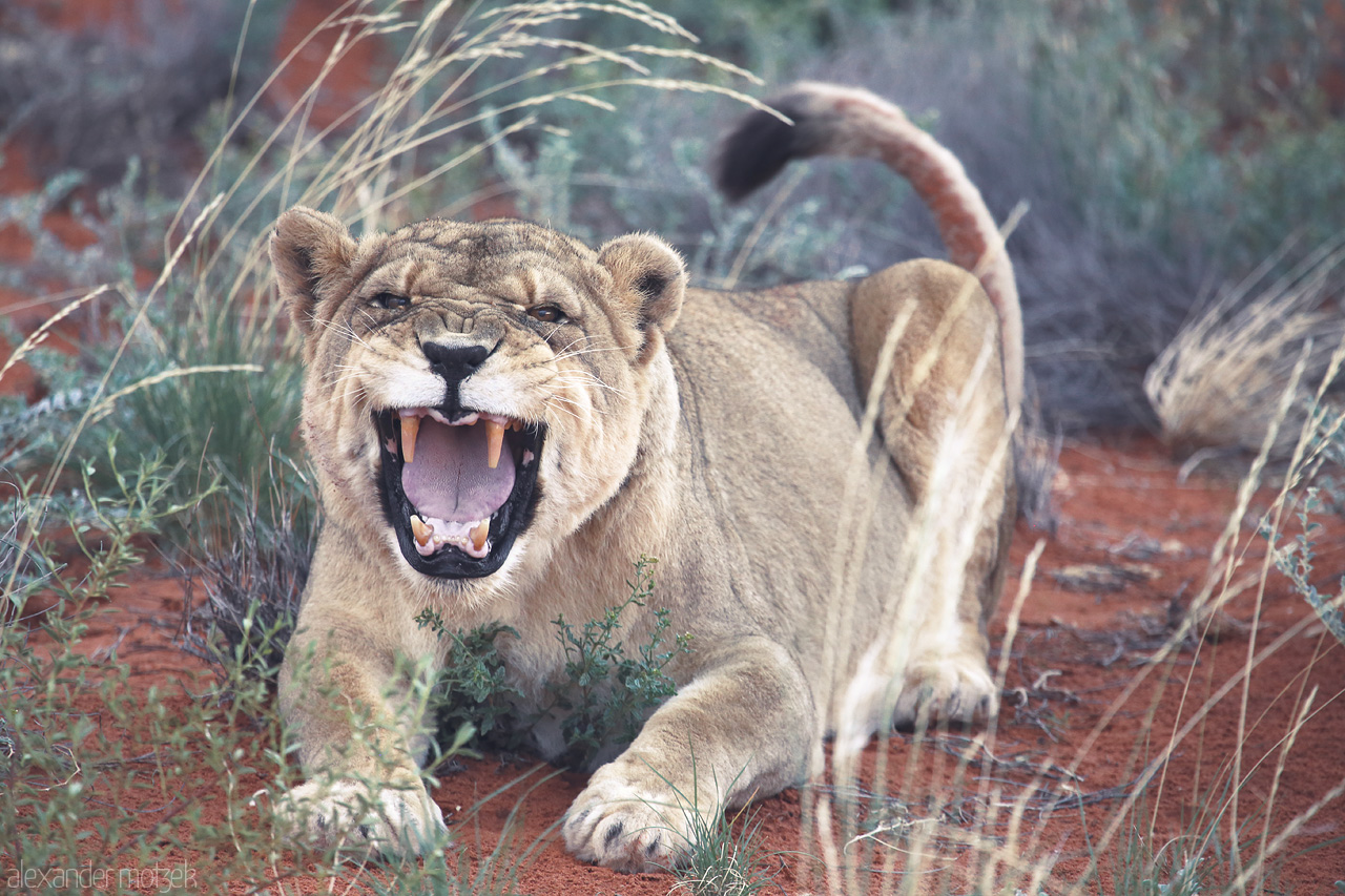 Foto von A majestic lioness yawns amidst the rust-red dunes of Namibia's Kalahari Desert