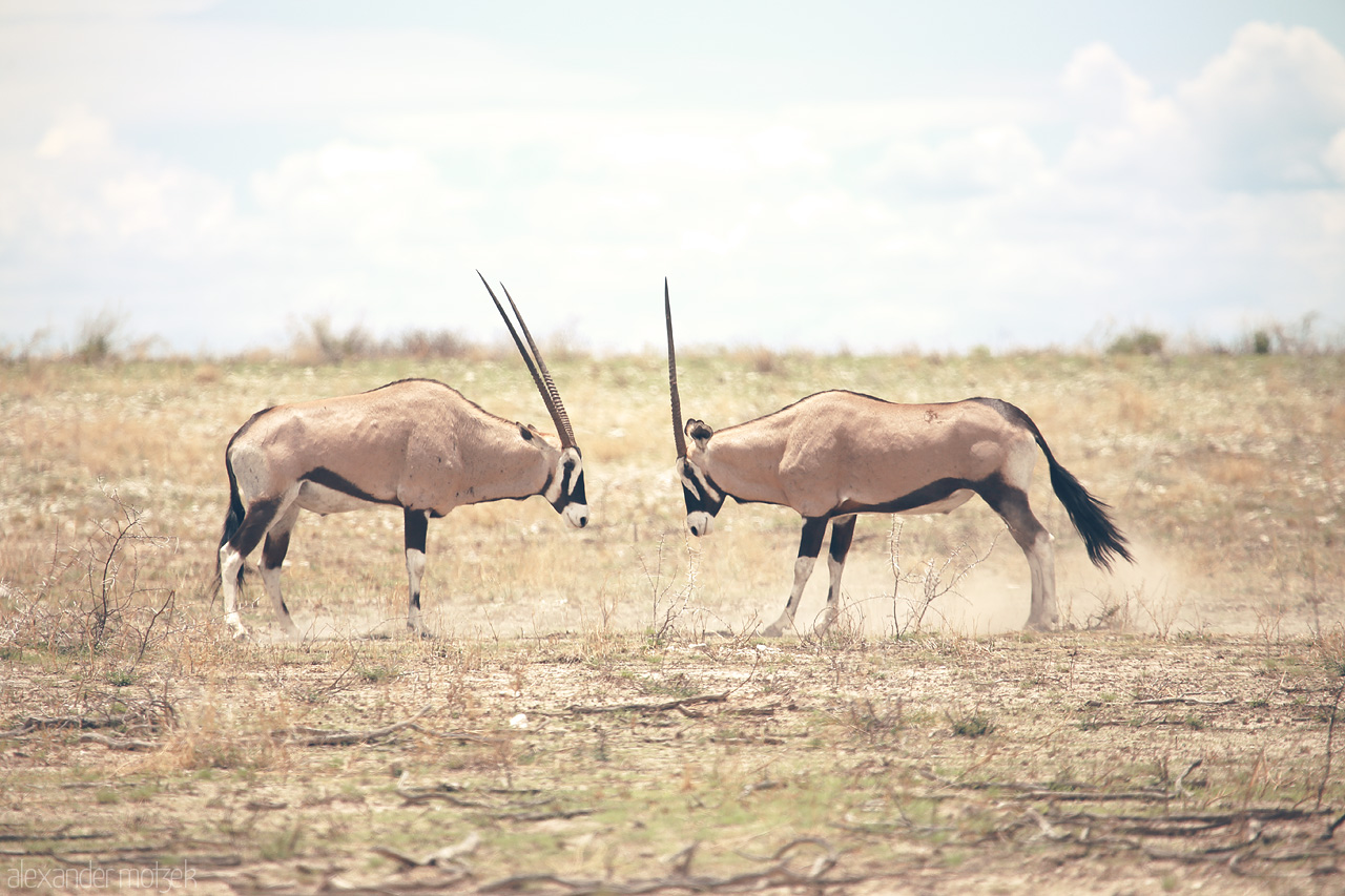 Foto von A serene confrontation of two gemsboks in the vast plains of Etosha, Namibia.