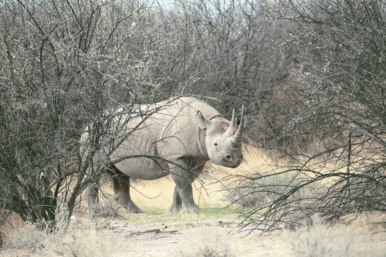Foto von A solitary rhino wanders Etosha's bushveld, a serene giant framed by delicate brushwork of nature.