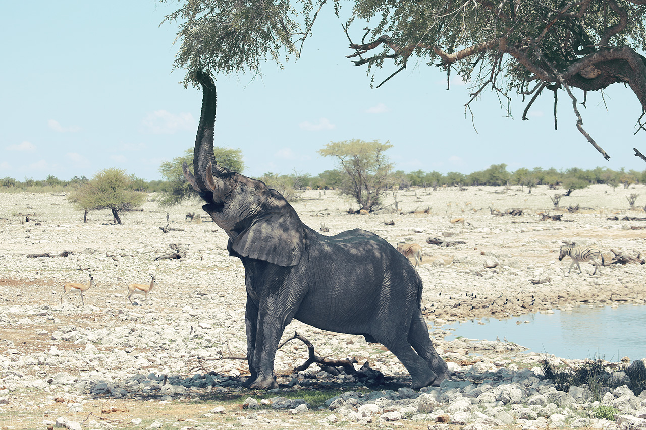 Foto von An elephant reaches for a tree branch in the arid landscape of Etosha, Namibia, with zebras nearby.