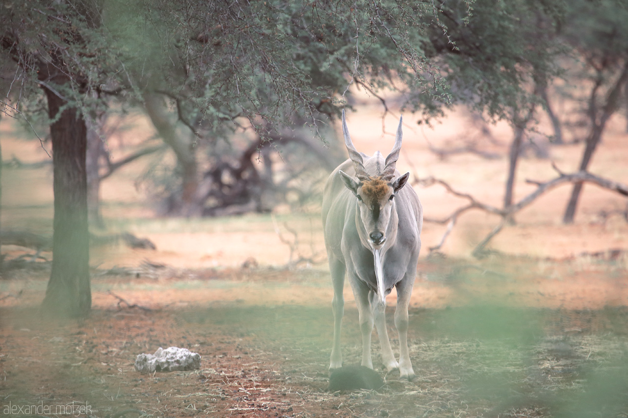 Foto von Eland strolls amidst the acacia in Namibia's serene Kalahari, a soft gaze meeting the lens.