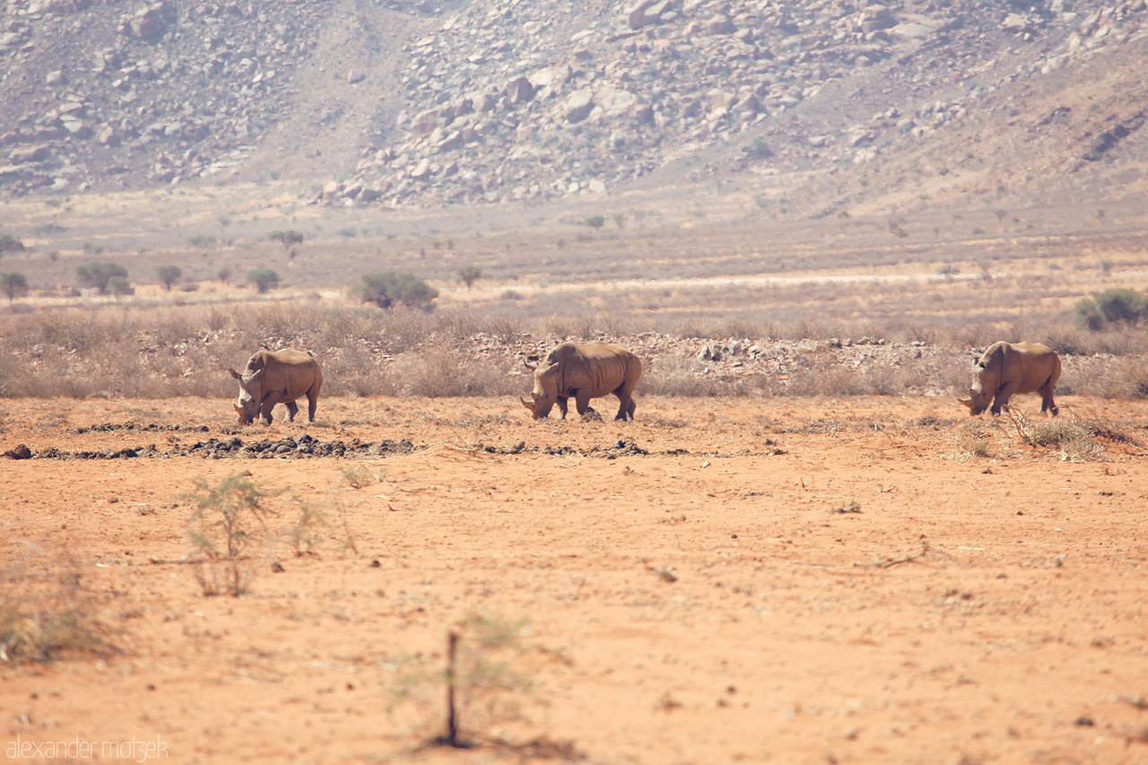 Foto von Rhinos roam the arid savannah near Hammerstein, Namibia, showcasing the stark beauty of wilderness.