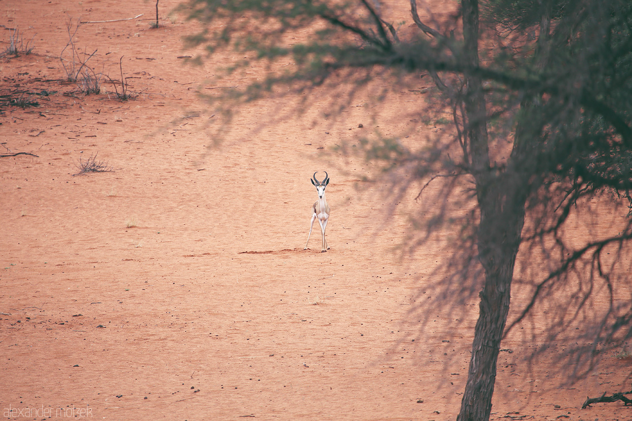 Foto von Solitary antelope stands alert amidst the vast expanse of Namibia's Kalahari Desert.