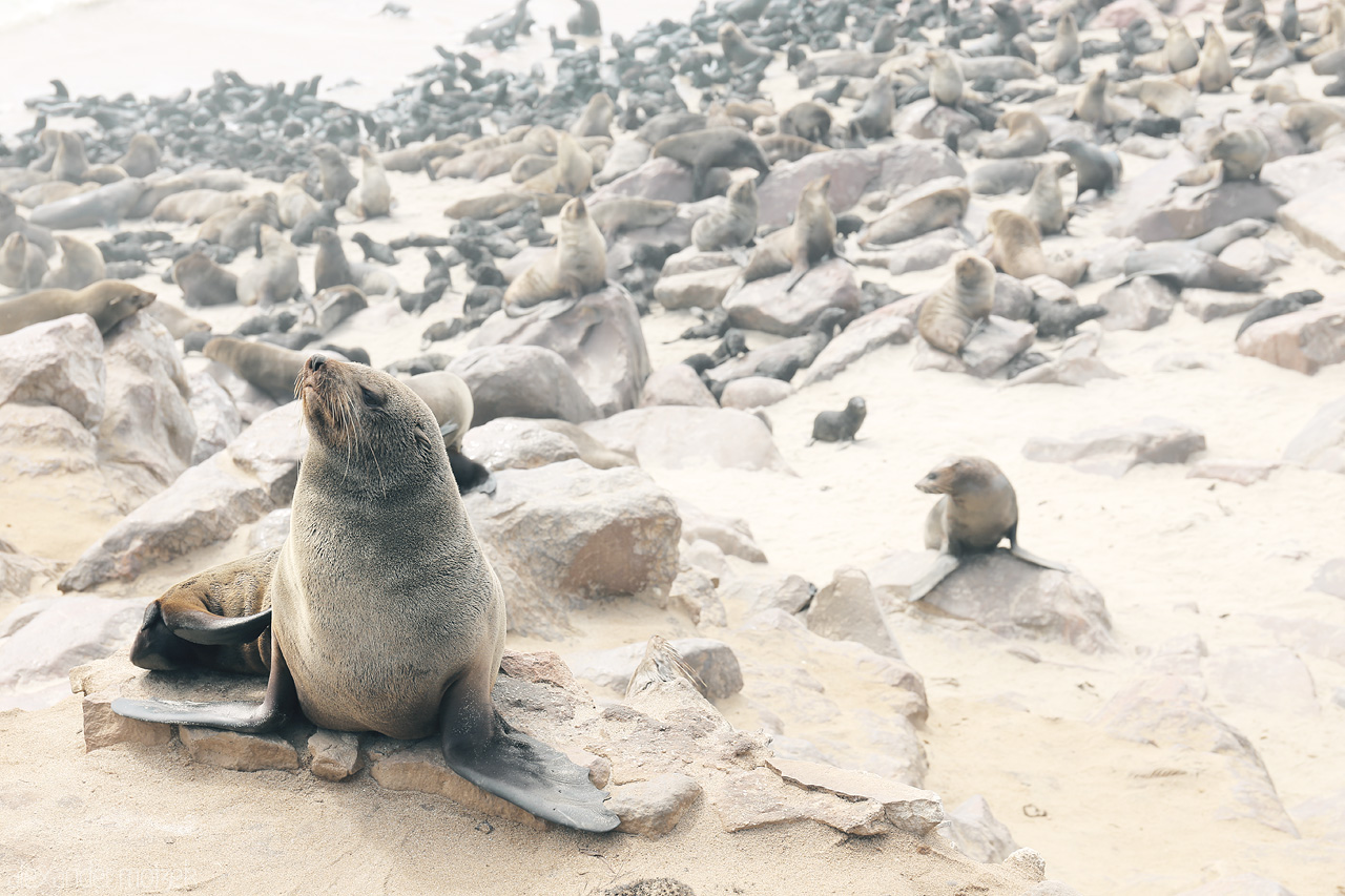 Foto von Solitary seal gazes amongst many at Cape Cross Seal Reserve, Namibia.