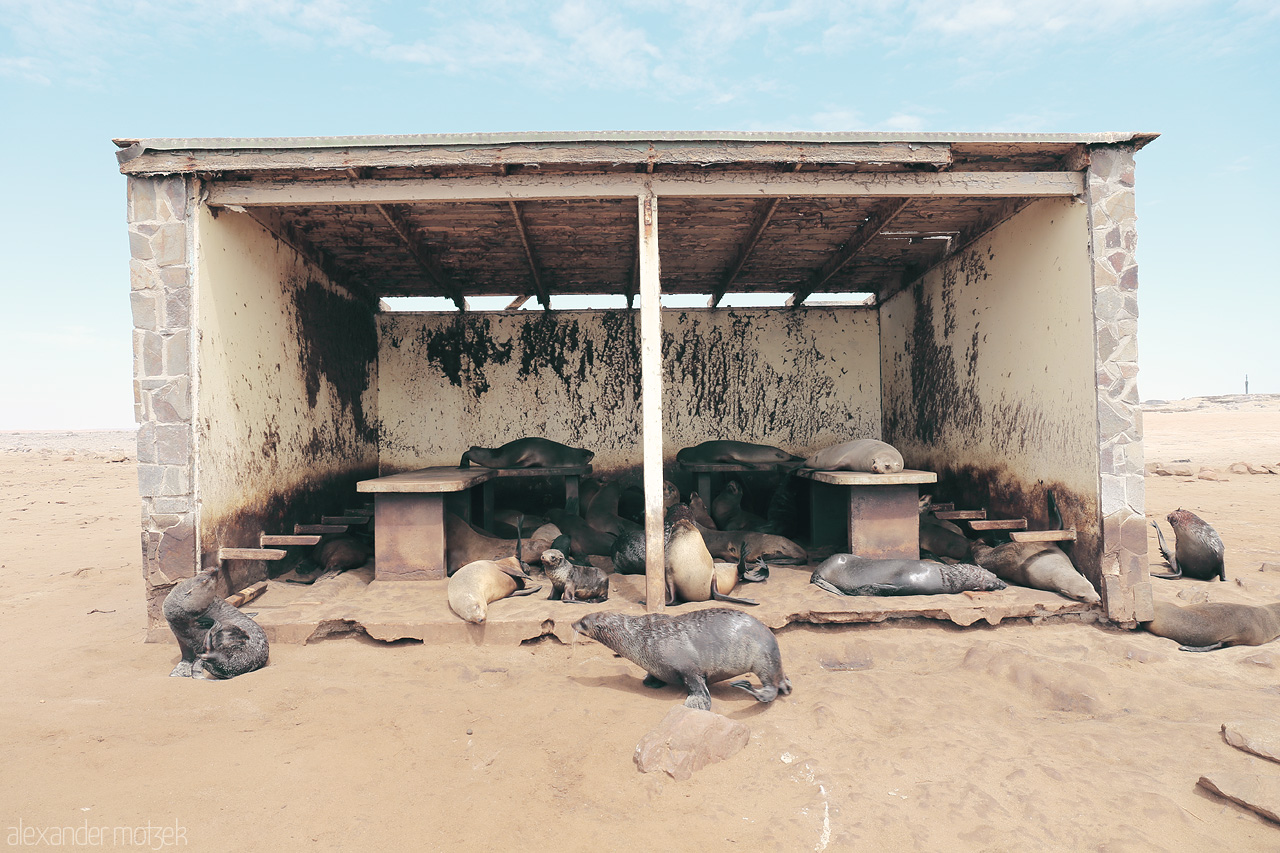 Kapkreuz Seal Station Foto von A cluster of seals rest beneath an abandoned structure against Namibia's dramatic desert.