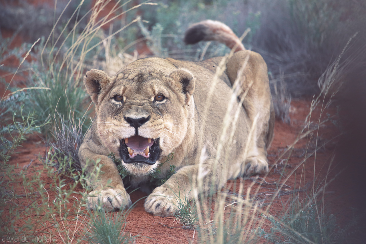 Kalahari's Roar Foto von A fierce lioness growls amidst the red sands of the Kalahari Desert, embodying the untamed spirit of Namibia.