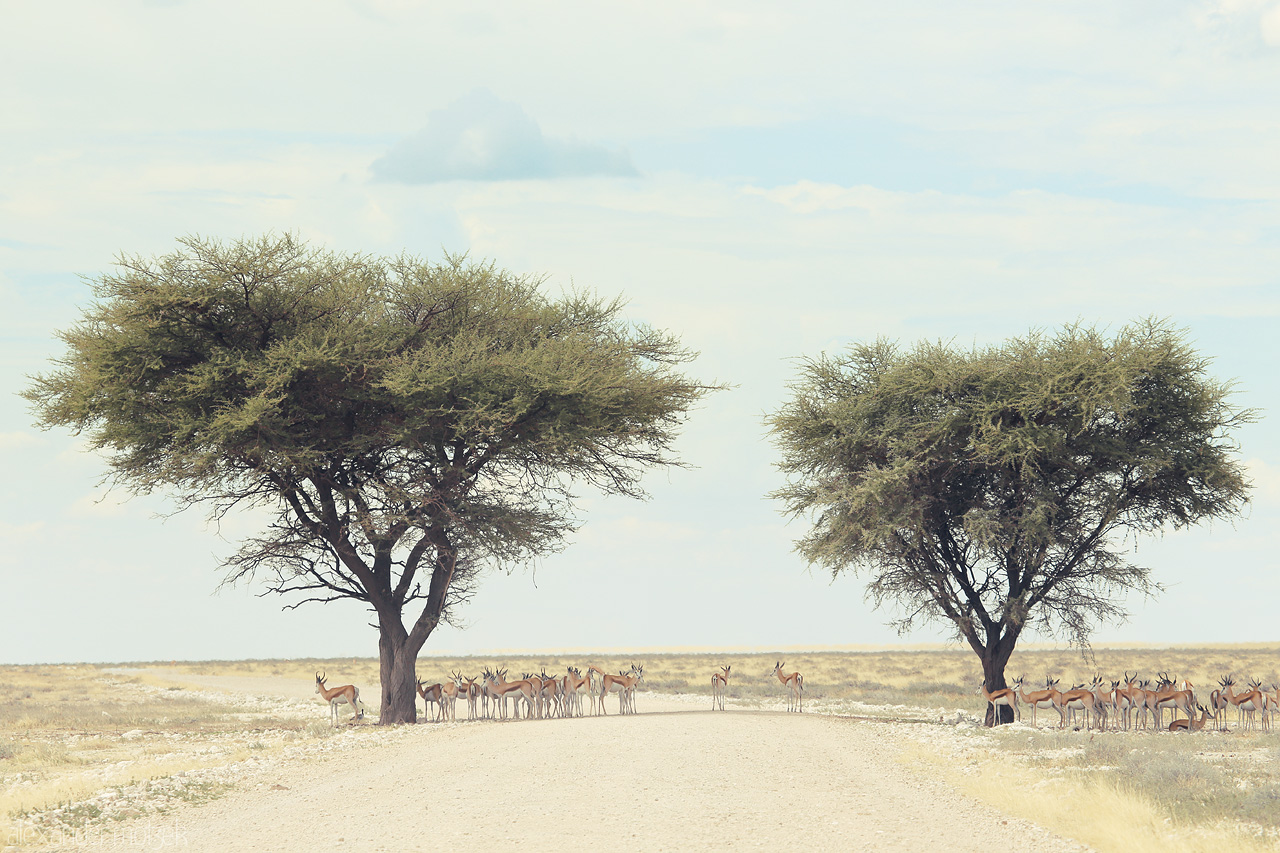 Etosha's Guardian Acacias Foto von A herd of springboks graze by acacia trees lining a gravel road under a vast sky in Etosha, Namibia.