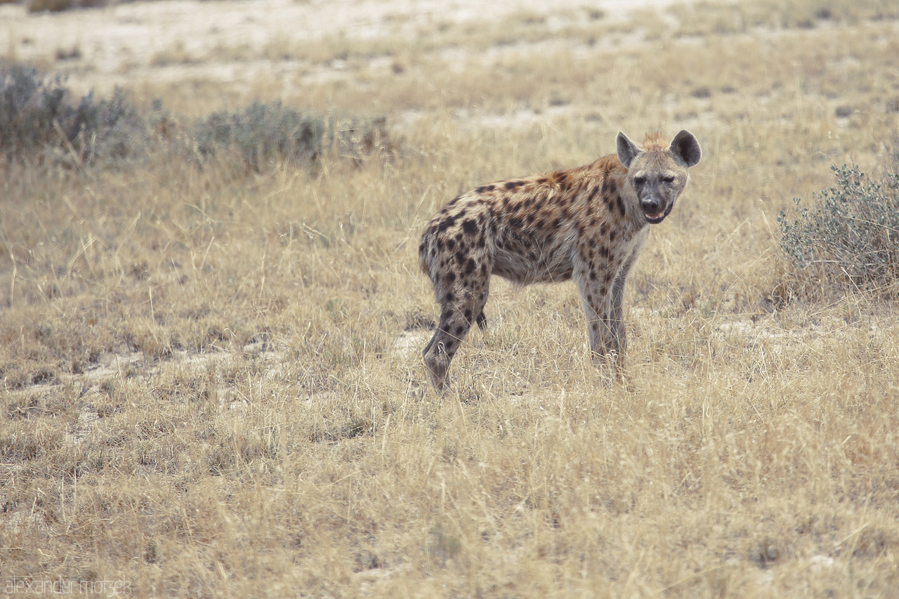Namibian Brush Watcher Foto von A hyena surveys the vast Etosha landscape, exemplifying Namibia's wild allure.