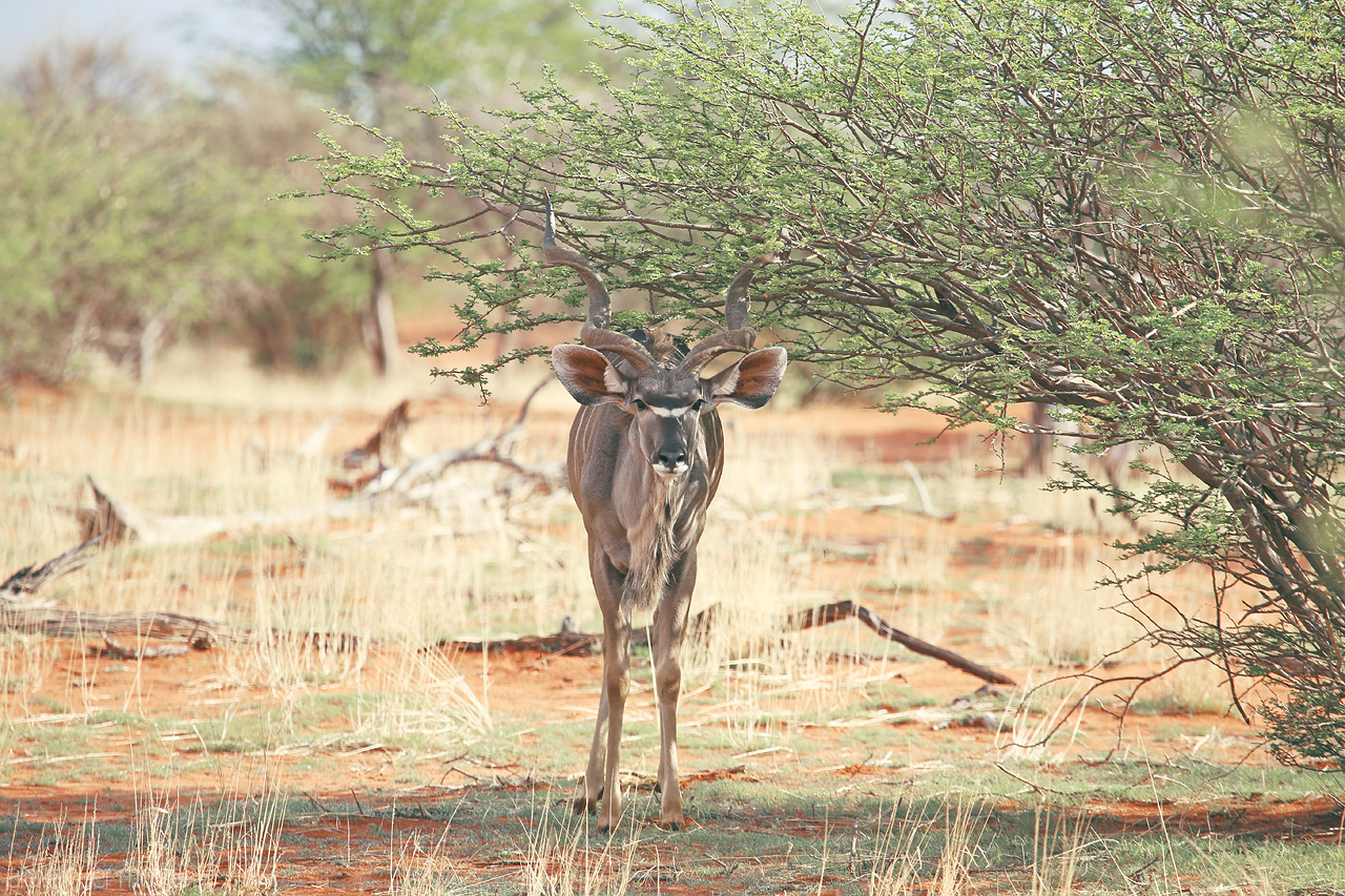 Cooling Kudu Foto von A kudu stands amidst the arid Kalahari, Namibia, harmonizing with the untamed wilderness.