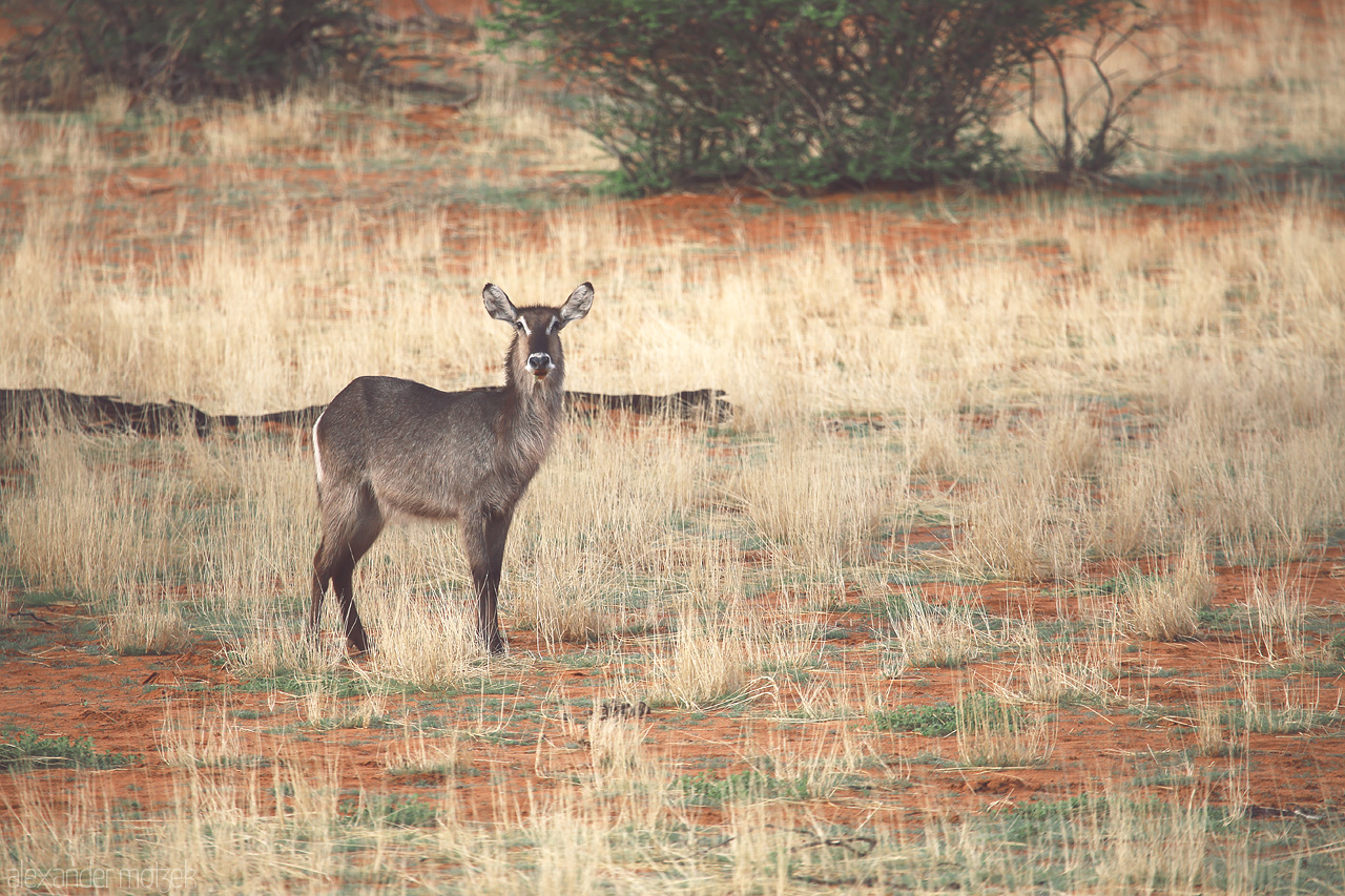 Kalahari Gaze Foto von A lone antelope stands alert amidst the amber hues of Namibia's Kalahari Desert.