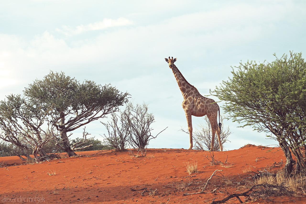 Kalahari Gentle Foto von A lone giraffe stands among the acacia in the serene expanse of Namibia's Kalahari Desert.