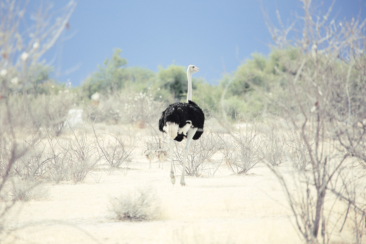 Etosha’s Solitary Strutter Foto von A lone ostrich strides through Etosha's arid shrublands, embodying the wild spirit of Namibia.