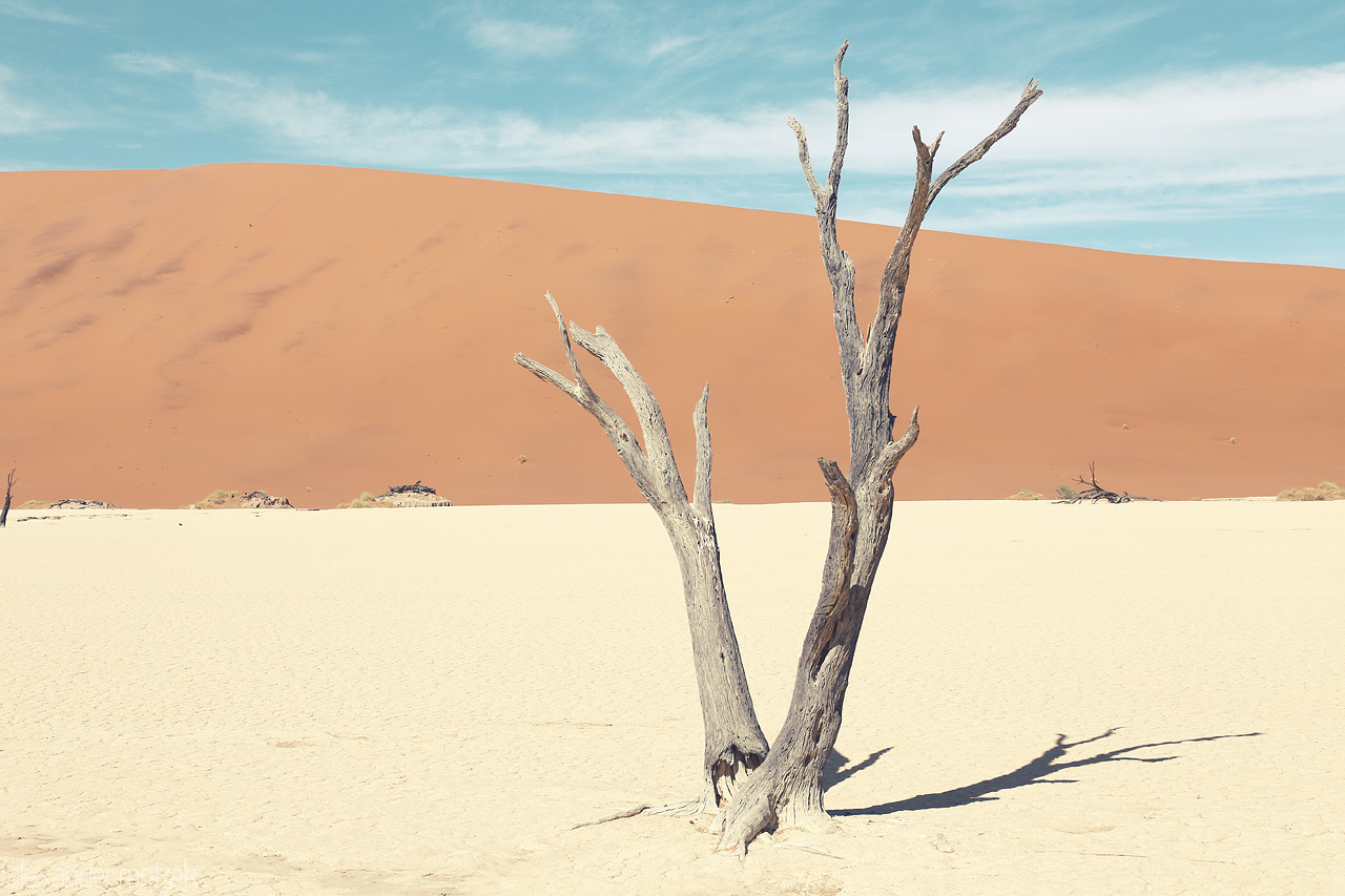 Colors of Sossusvlei Foto von A lone, weathered tree stands against Sossusvlei's daunting sand mountains.