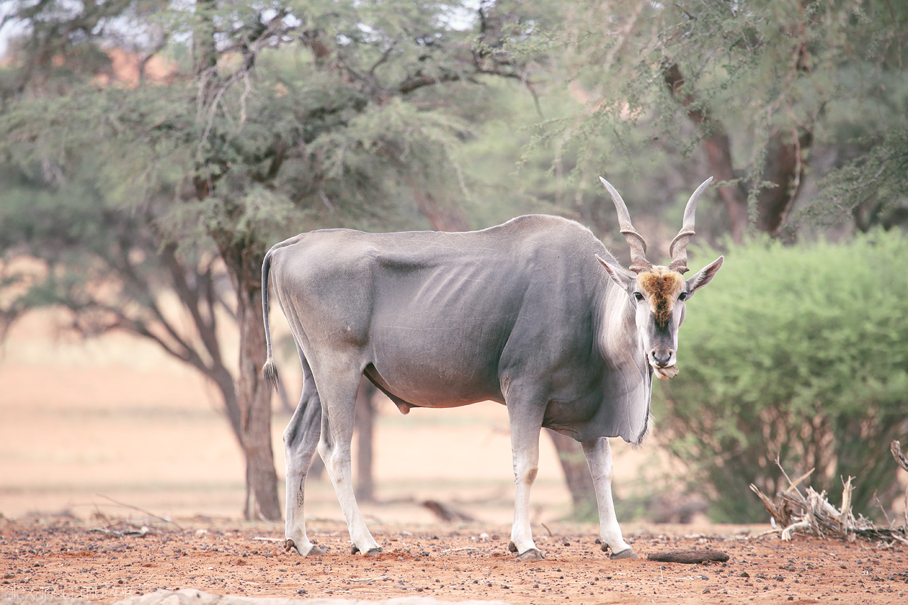 Kalahari Eland Foto von A majestic eland stands amidst the rugged beauty of the Kalahari Desert, Namibia.