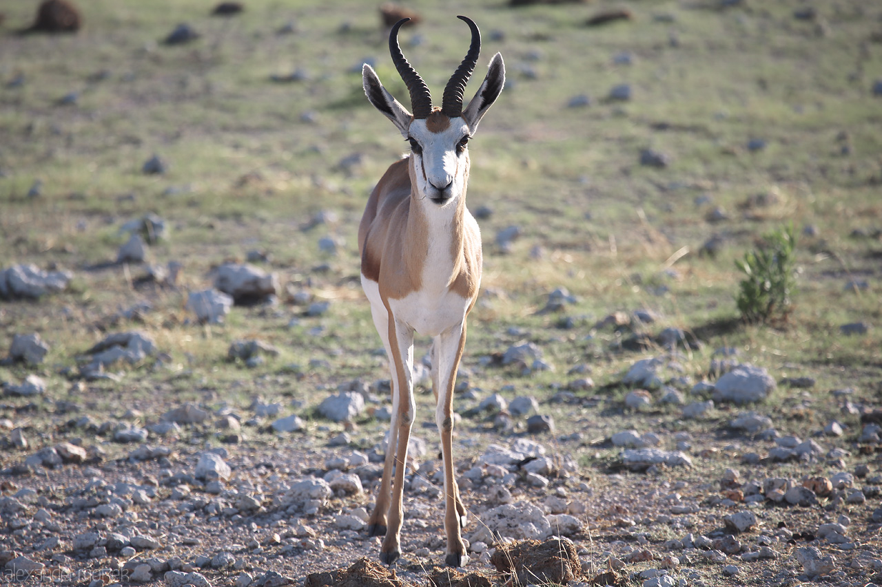 Ondundozonananandana Elegance Foto von A majestic springbok in the golden light of Etosha, Namibia, gracefully commanding the savannah.