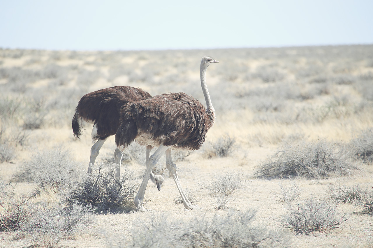 Namibian Striders Foto von A pair of ostriches traverse the sparse vegetation of Etosha, Namibia, under a vast sky.