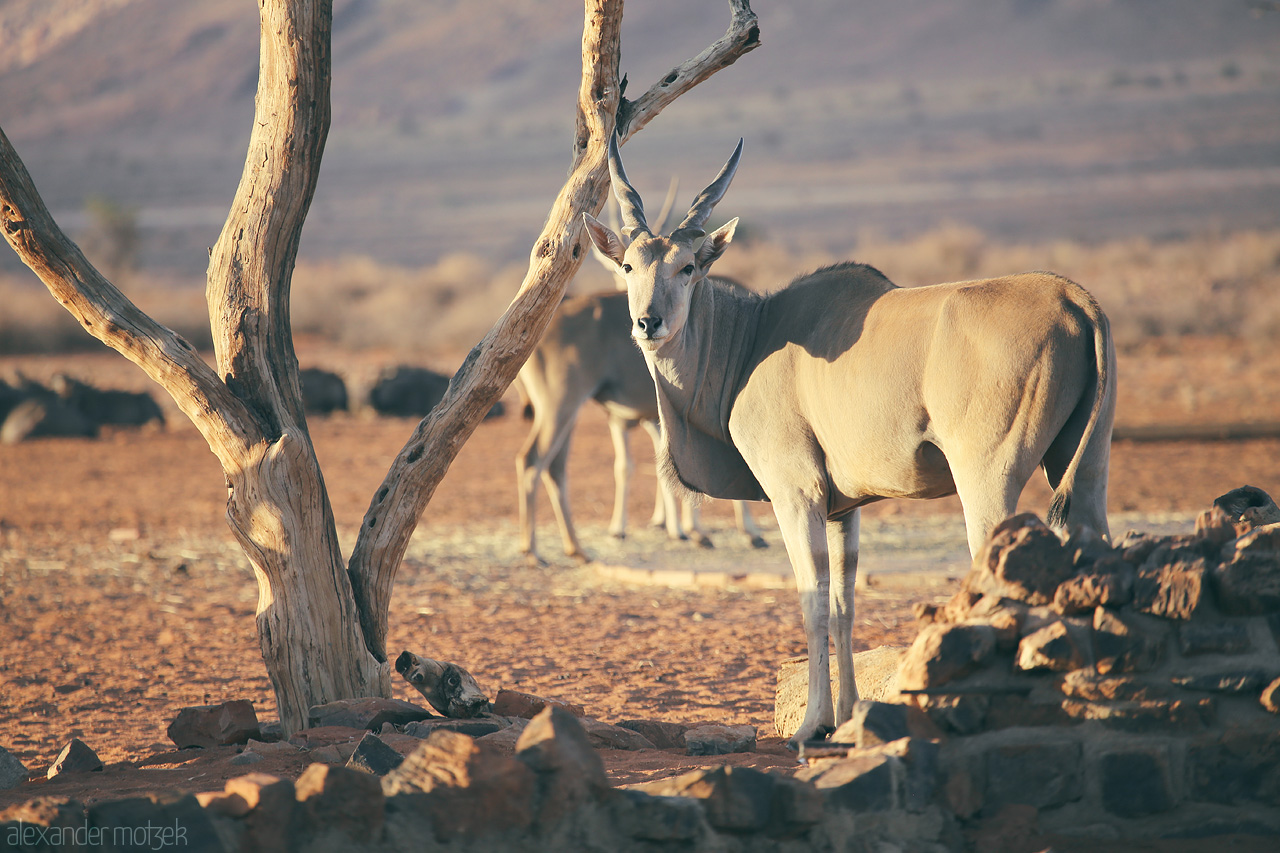 Namib's Eland Whispers Foto von A serene eland stands amidst twisted trees in Hammerstein, Namibia, basking in the golden hour.