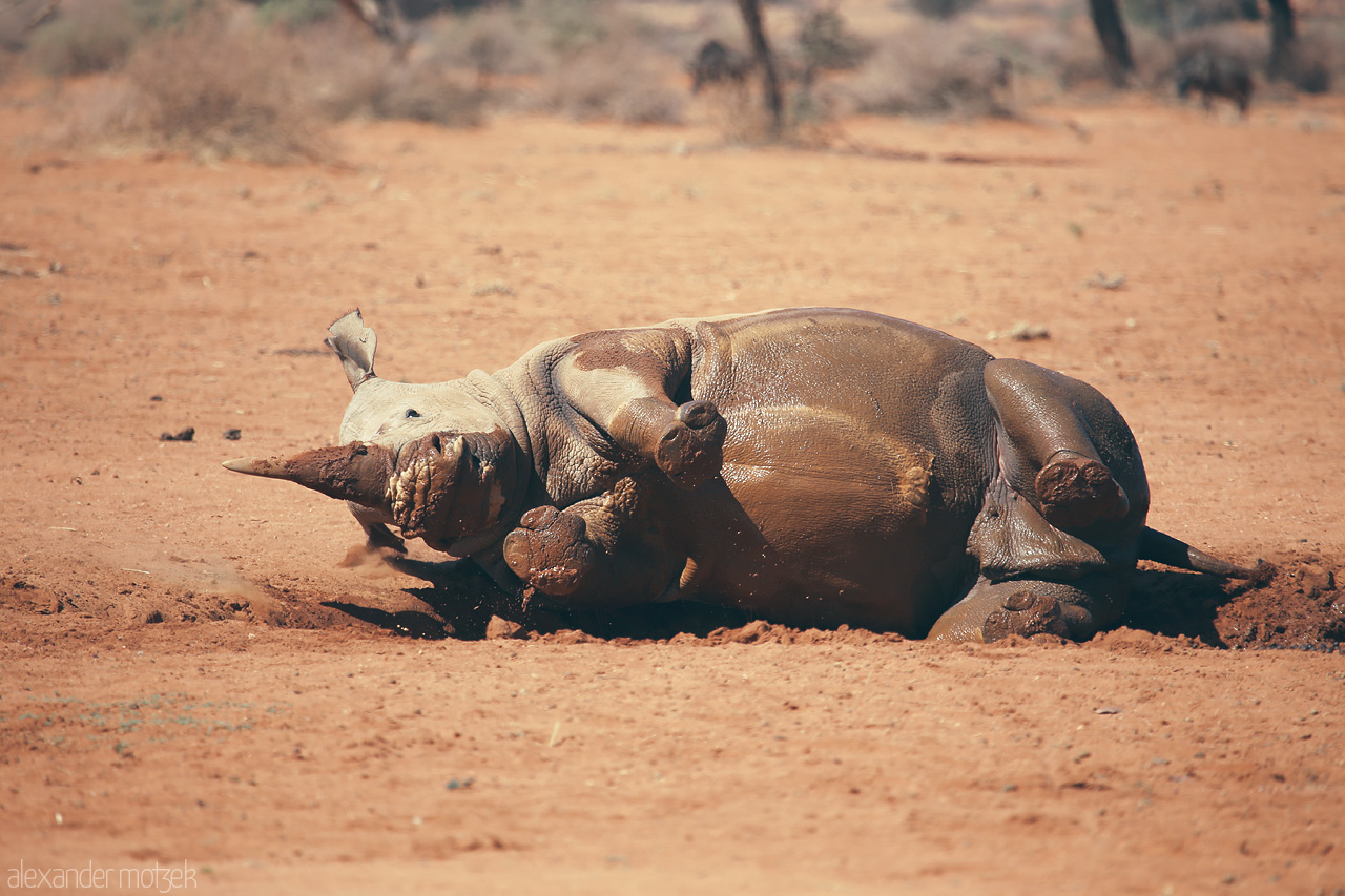 Hammerstein's Damaraland Doze Foto von A serene rhino rests in the warm sands near Hammerstein, Namibia, embracing the tranquil desert vibes.