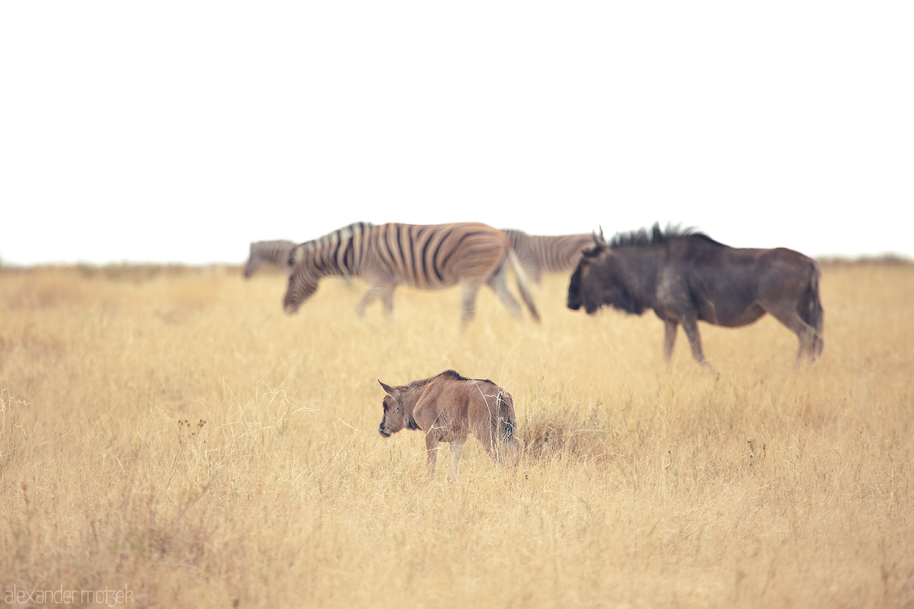 Wilderness Waltz Foto von A serene walk of zebras and wildebeest through the golden grasses of Etosha, Namibia.