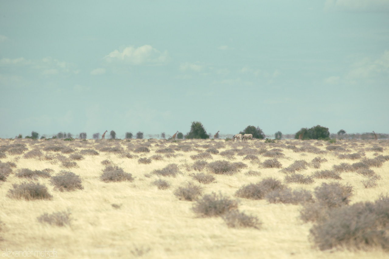 Etosha's Blur Foto von A tranquil savannah scene with distant wildlife, bathed in the gentle hues of Etosha's vast plains.
