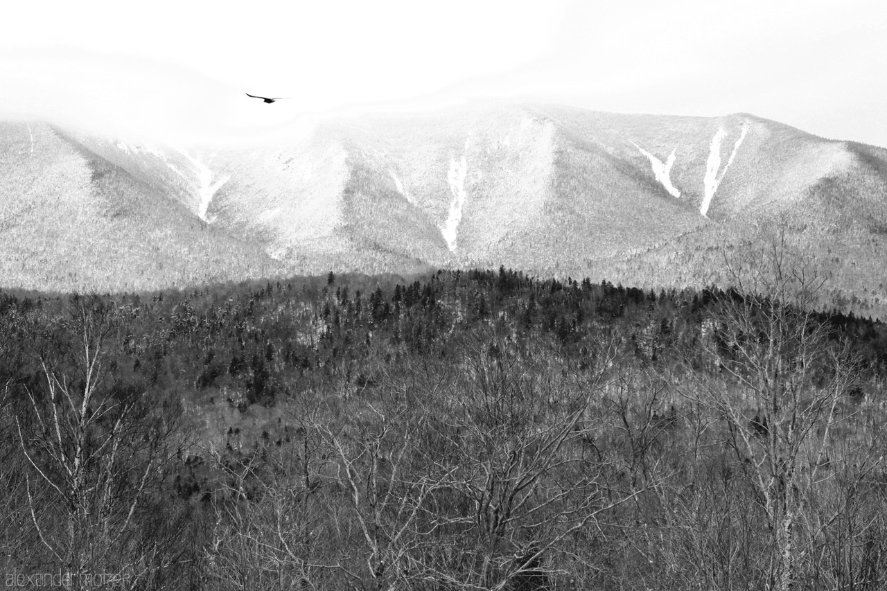 White Mountains Foto von Adler über verschneiten Wälder in den Green Mountains der USA