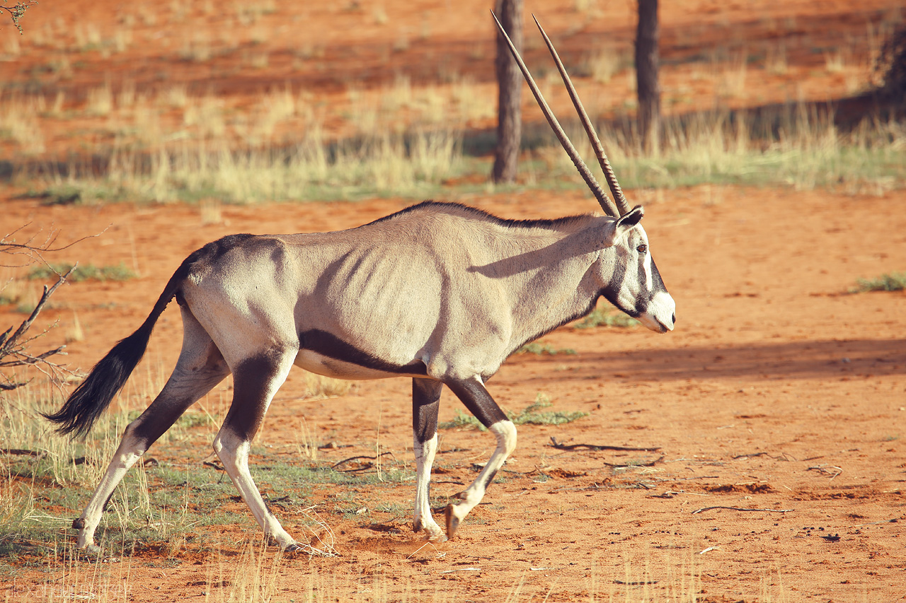 Kalahari Elegance Foto von An oryx strides gracefully against the red sands of Namibia's Kalahari Desert.