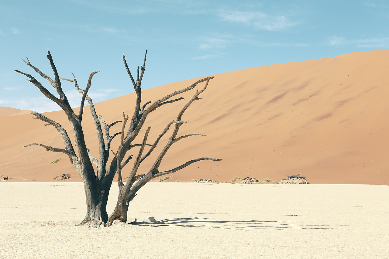 Namib's Skeleton Foto von Bare tree at Sossusvlei juxtaposing Namibia's undulating sand dunes backdrop.