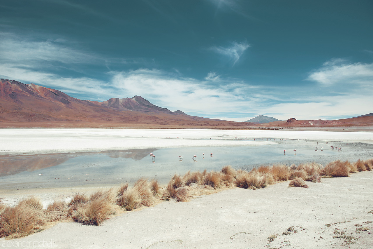 Foto von Flamingos in der Laguna Hedionda in der Salzwüste Salar de Uyuni in Bolivien