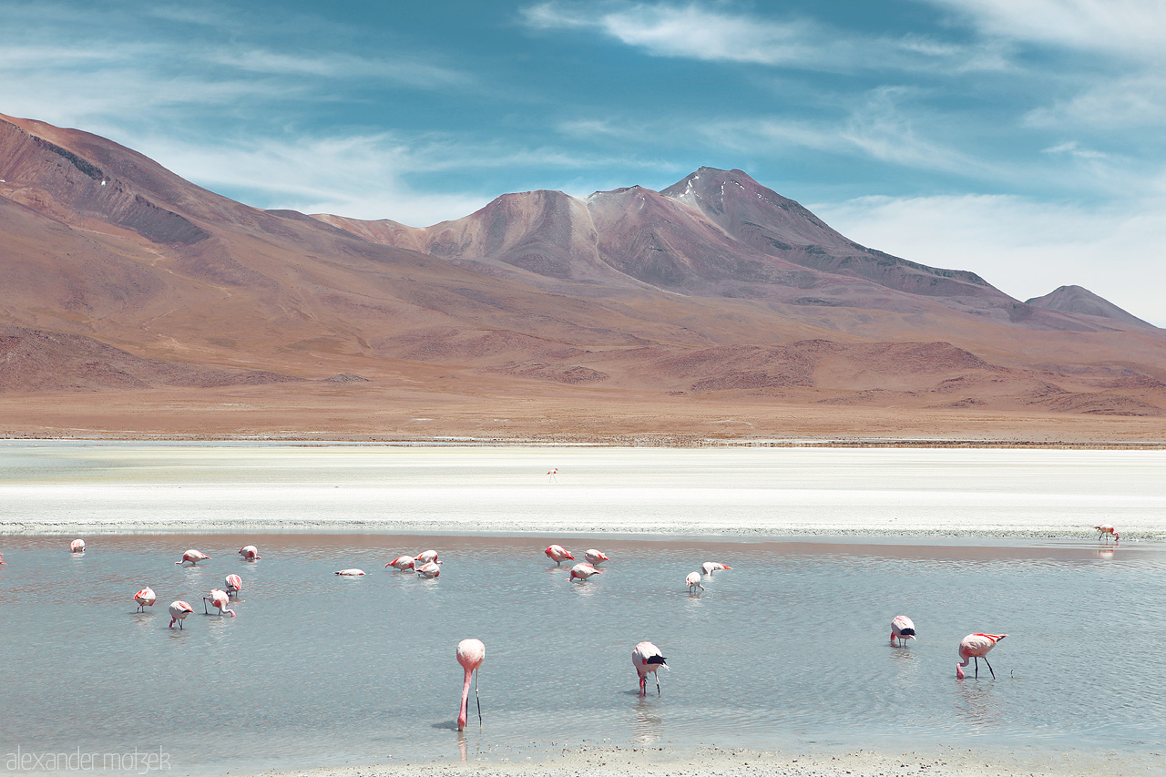 Laguna Hedionda Foto von Flamingos in der Laguna Hedionda mit dem Cerro Canapa im Hintergrund
