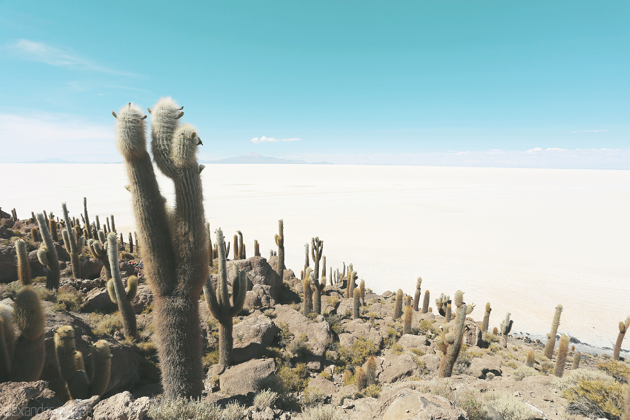 Foto von Kakteen auf der Isla Incahuasi im Salar de Uyuni