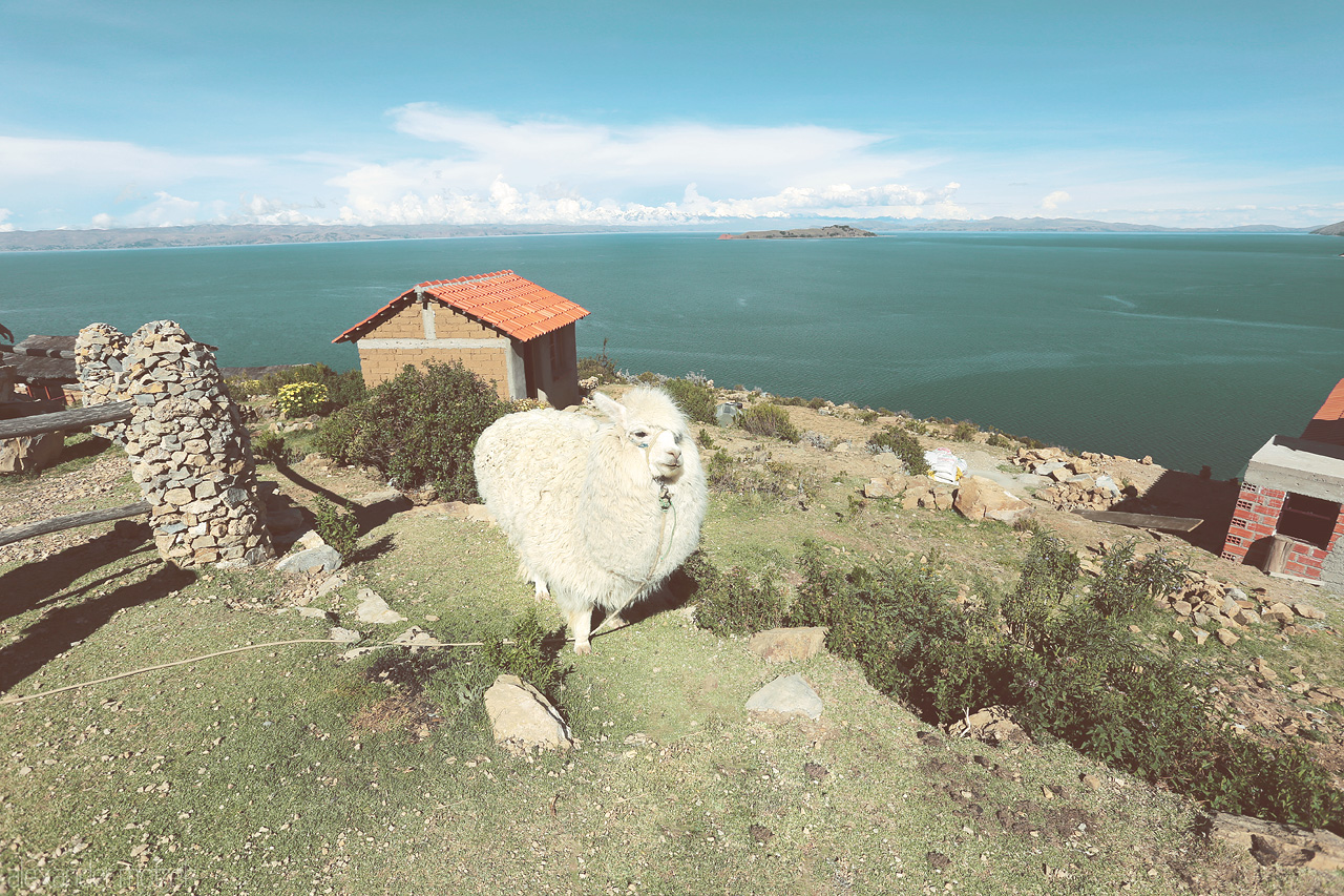 Foto von Llama auf der Isla de la Sol mit der Cordillera Real im Hintergrund
