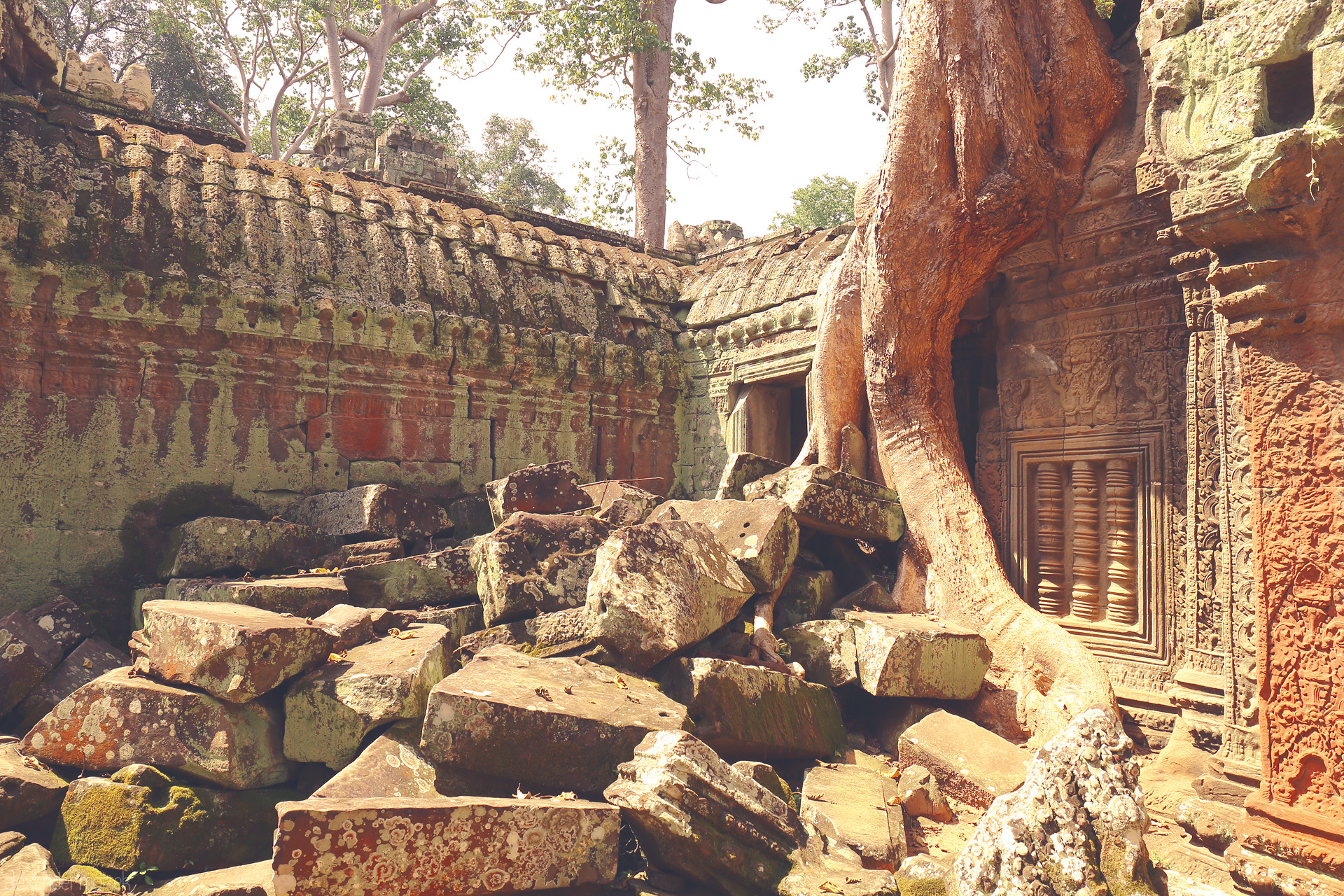 Silk Trees, Silent Stones Foto von Ancient Angkor Wat stones entwined by a mighty tree at Ta Prohm, Siem Reap—where Khmer history and nature are forever fused.