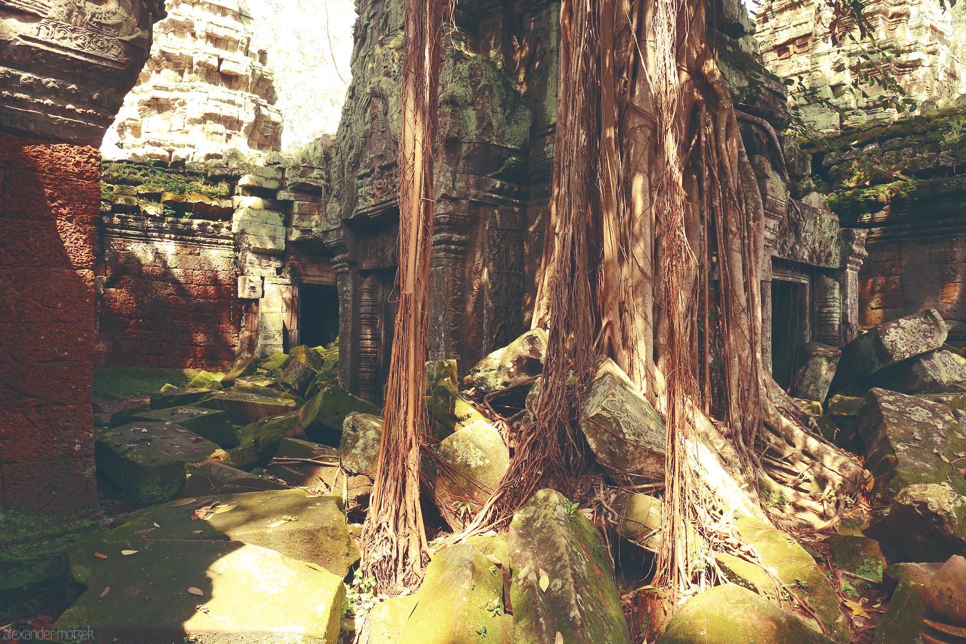 Ta Prohm Tapestry Foto von Massive tree roots entwine the ancient ruins of Angkor Wat, Siem Reap—nature and history converging in sun-dappled harmony.