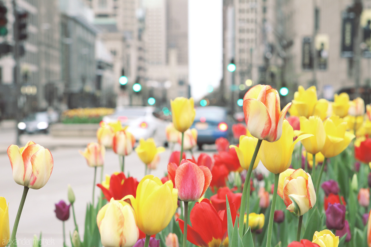Foto von Tulpen auf den Straßen von Chicago