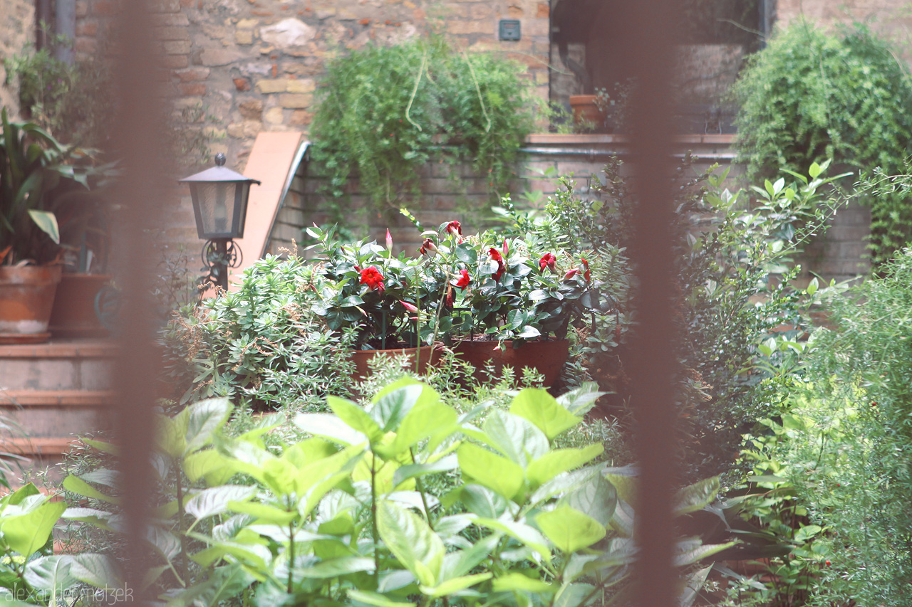Giardino Segreto Foto von Discover a serene Tuscan garden with lush greenery and vibrant flowers, enclosed by rustic stone walls and a hint of ancient charm.