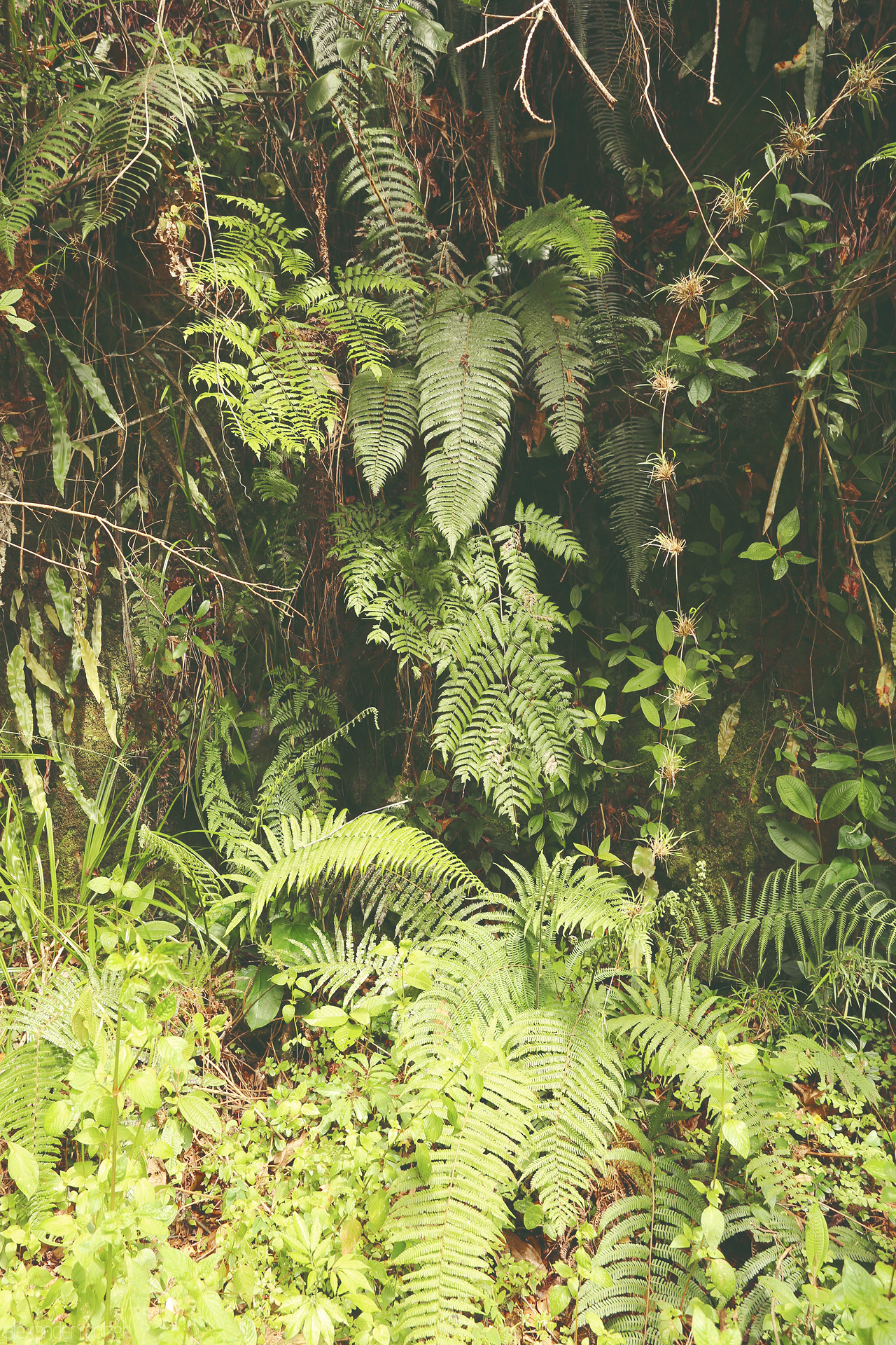Flora Foto von Flora und Fauna des Salkantay Treks