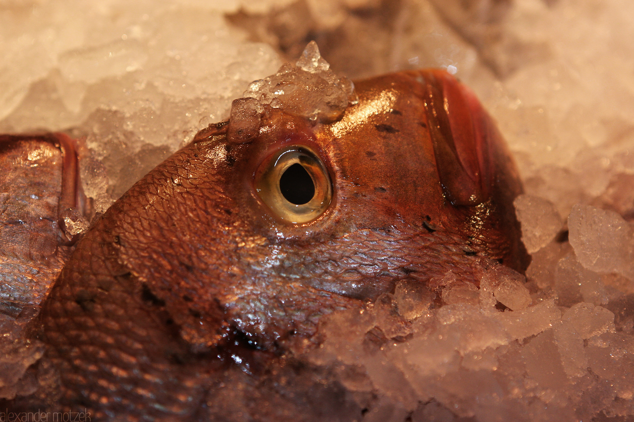 Foto von Fische auf dem Markt von Gran Canaria