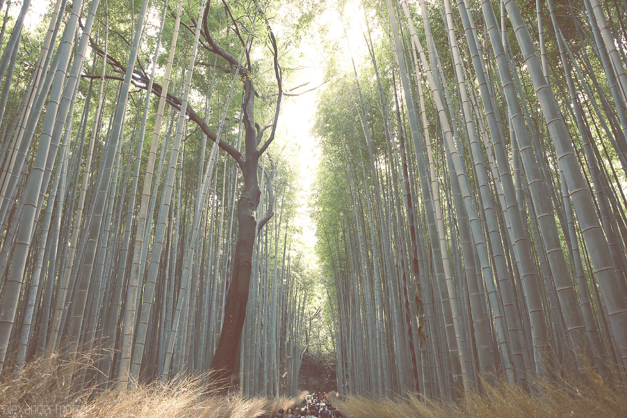 Arashiyama Foto von Gigantischer Bambuswald nahe Kyoto mit hunderten Besuchern