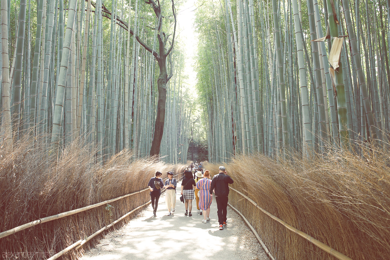 Arashiyama Foto von Gigantischer Bambuswald nahe Kyoto