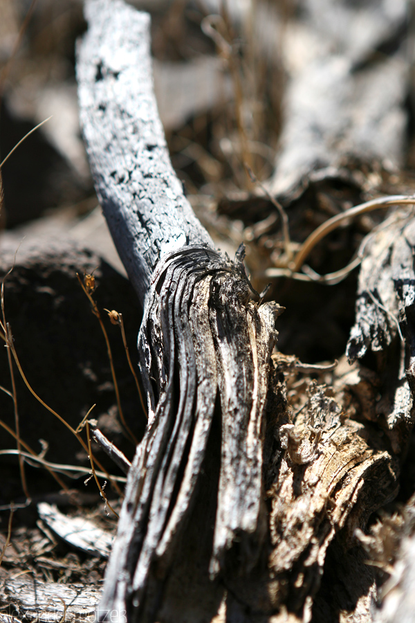 Dried Wood Foto von Gran Canaria ausgetrocknetes Holz
