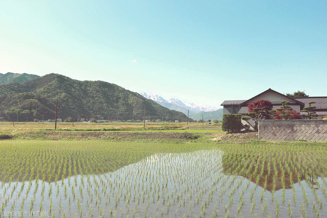 Foto von Reisefelder vor den japanischen Alpen