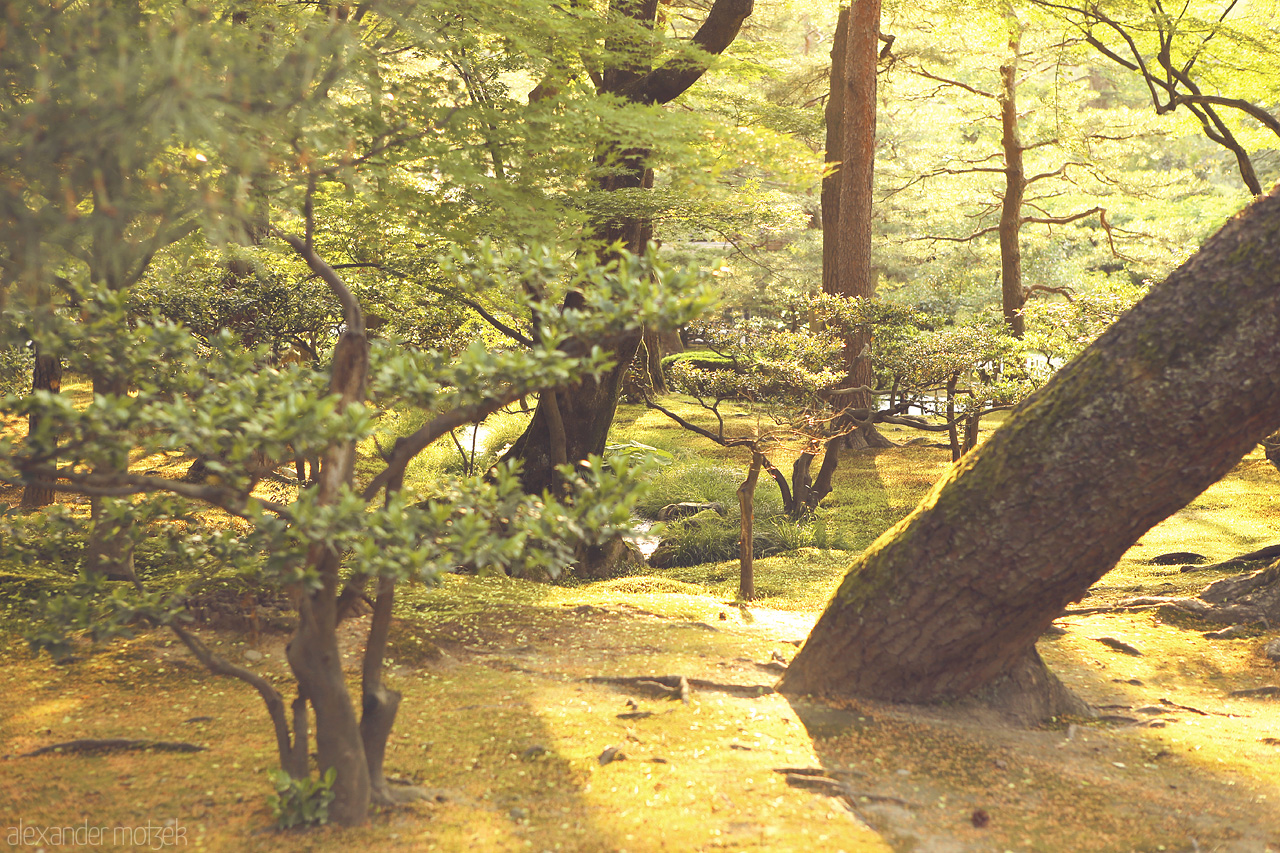 Foto von Wilde Bonsaibäume im Zengarten von Kanazawa