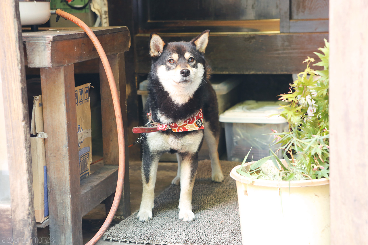 Shiba Foto von Kleiner Shiba Hund in Hirayona