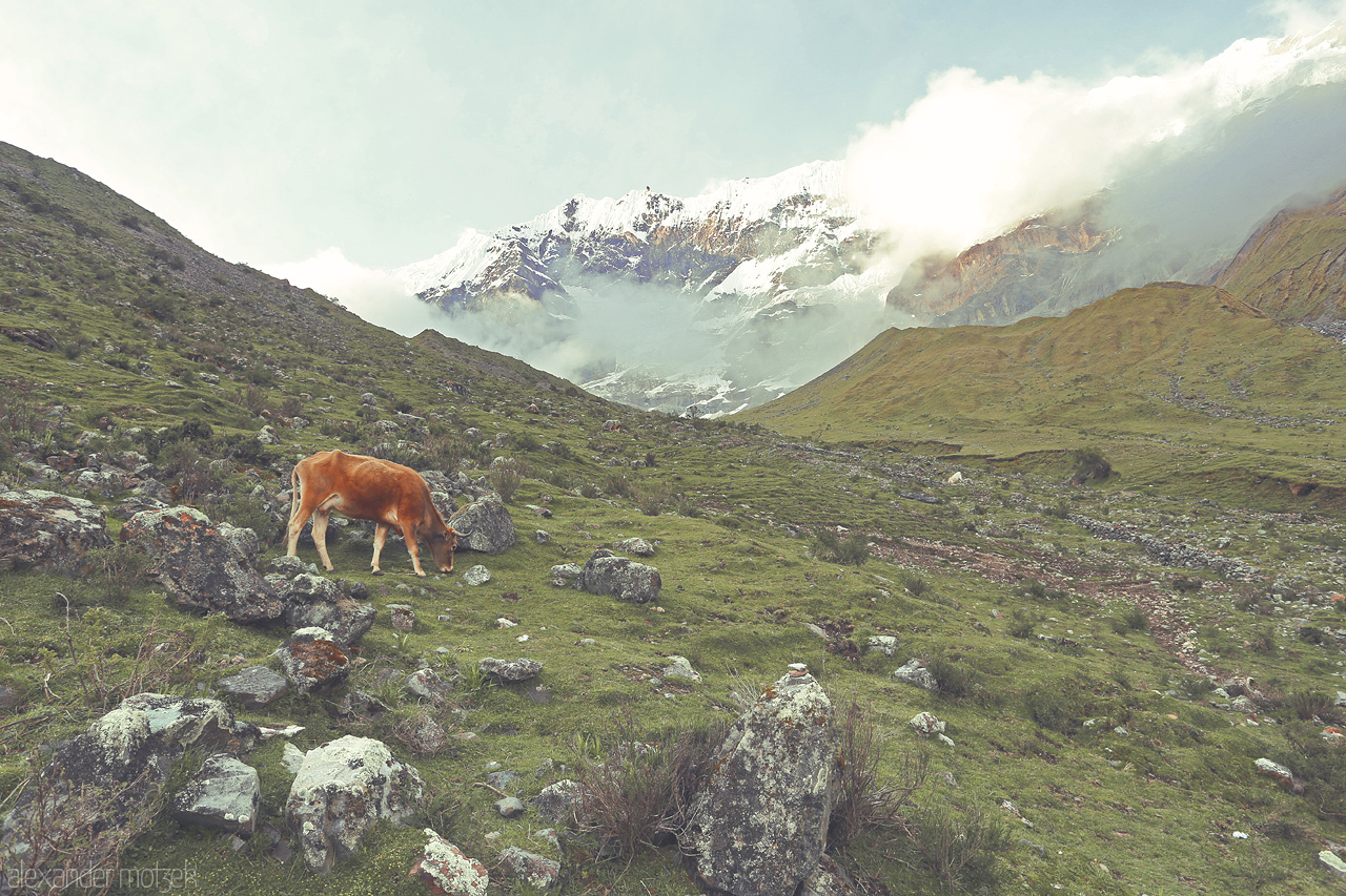 Vaca en Humantay Foto von Kuh am Grasen beim Aufstieg auf den Humantay entlang dem Salkantay Trek