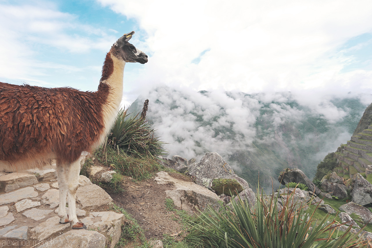Llama al frente de Machu Picchu Foto von Llama vor Machu Picchu mit Wolken im Hintergrund