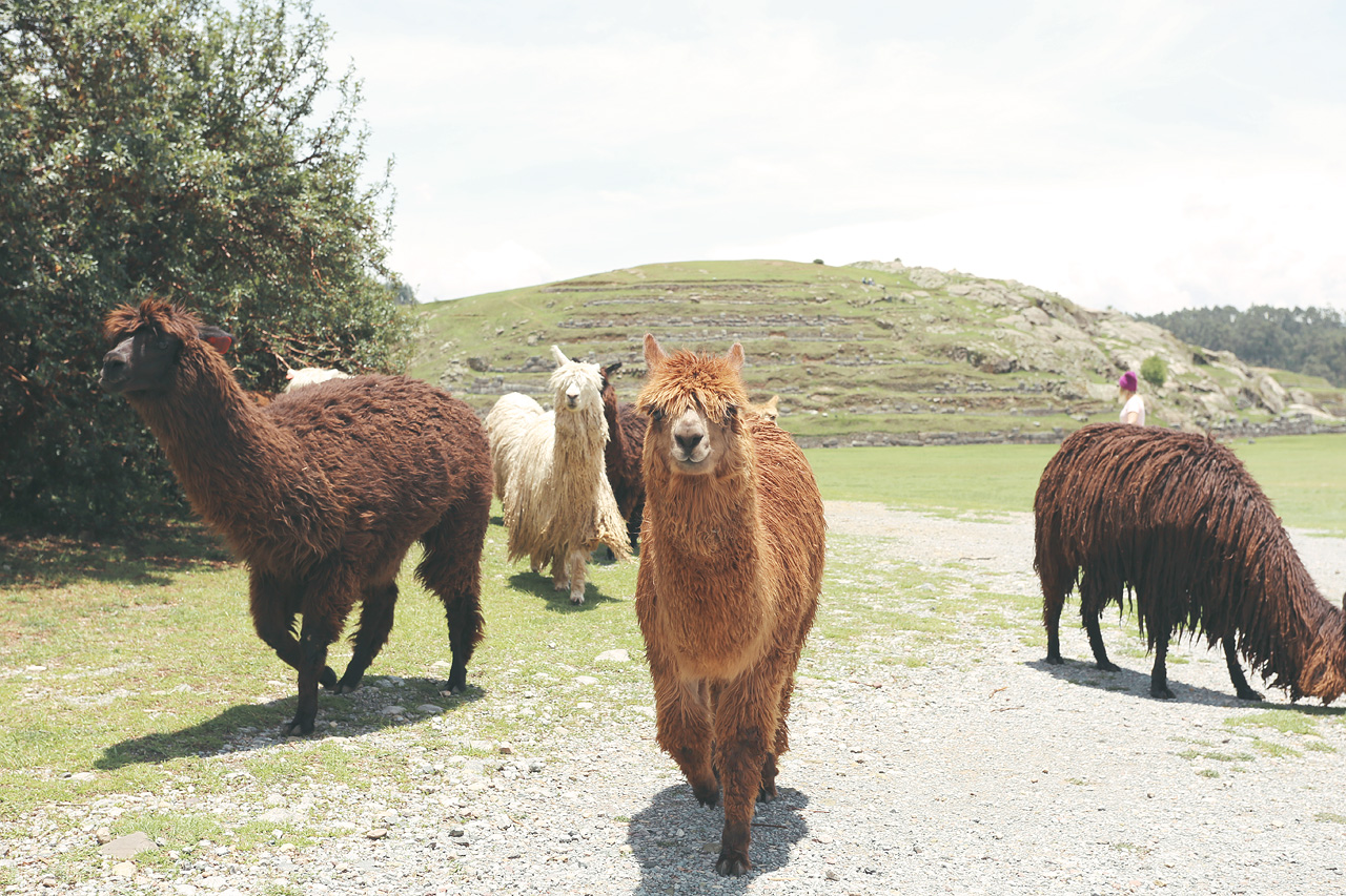Llamas Foto von Llamas und Alpacas auf Sacsayhuamán